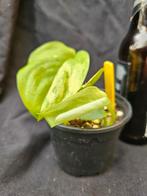 Laaste Scindapsus Jade Satin Varigata met veel variatie, Huis en Inrichting, Kamerplanten, Overige soorten, In pot, Minder dan 100 cm