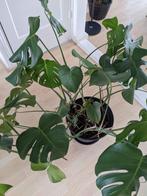 Monstera plant, Ophalen, Halfschaduw, Minder dan 100 cm