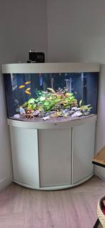 Trigon 190 hoek aquarium., Dieren en Toebehoren, Ophalen, Gevuld zoetwateraquarium