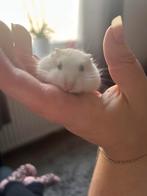 Dwerghamster, Dieren en Toebehoren, Knaagdieren, Hamster, Geslacht onbekend, Tam, September