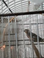 Sipa twatwa pop ongeringd, Dieren en Toebehoren, Vogels | Overige Vogels, Vrouwelijk, Tropenvogel