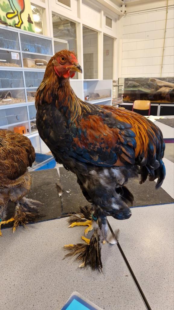 Brahma haan meerzomig patrijs 2025, Dieren en Toebehoren, Pluimvee, Kip, Mannelijk