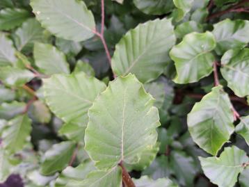 Groene Beukenhaag 80-100 cm Fagus sylvatica in pot beschikbaar voor biedingen