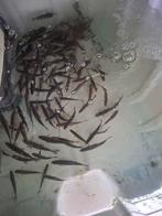 Voorn/Aasvis, Ophalen of Verzenden, Overige typen