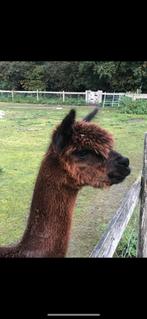 Alpaca Top Dutch: Prachtige jong fawn hengstje van ca 13 mnd, Dieren en Toebehoren, Overige Dieren, Mei, Mannelijk