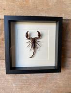 Mooie luxe lijst met een Schorpioen, Ophalen of Verzenden, Nieuw, Insect, Opgezet dier