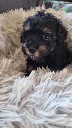 Prachtige en lieve toypoedel pups, Poedel, 8 tot 15 weken, Meerdere, Meerdere dieren