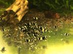 CARIDINA PANDA GARNALEN, Dieren en Toebehoren, Kreeft, Krab of Garnaal, Zoetwatervis, Schoolvis