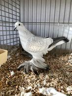 ijsduif, ijsduiven, sierduif, sierduiven, Dieren en Toebehoren, Vogels | Duiven, Meerdere dieren, Overige soorten