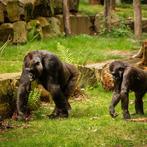 Zoo Antwerpen tweede kaartje gratis, Twee personen