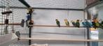 Agapornis Fichery diverse kleuren, Meerdere dieren, Dwergpapegaai of Agapornis