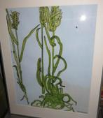 Ina Meindertsma, oost Indische inkt tekening, Ophalen