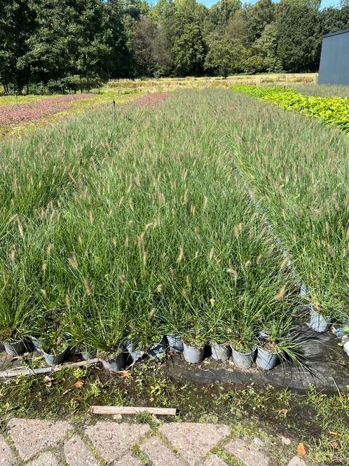 Pennisetum Hameln - Lampepoetsergras, Tuin en Terras, Planten | Tuinplanten, Vaste plant, Siergrassen, Volle zon, Zomer, Ophalen