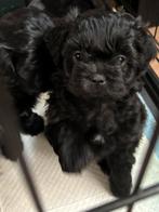 Nog 1 puppy, Dieren en Toebehoren, Honden | Chihuahua's en Gezelschapshonden, Poedel, 8 tot 15 weken, Teef, Eén hond