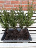 Taxus Baccata plantgoed 30-40cm., Ophalen, Taxus, Minder dan 100 cm