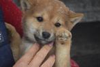 Shiba inu pups, België, Rabiës (hondsdolheid), 15 weken tot 1 jaar, Poolhond