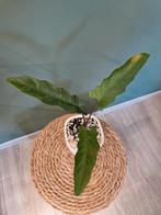 Alocasia Lauterbachiana Variegata, Ophalen of Verzenden, Halfschaduw, Minder dan 100 cm