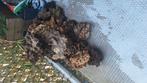Levend steen, Koraal rif., Dieren en Toebehoren, Ophalen, Plant(en), Steen of Hout