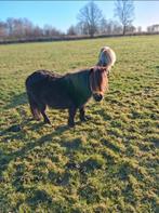 Drachtige merrie ponny met stamboek, Minder dan 160 cm, Niet van toepassing, 0 tot 2 jaar, Hengst