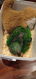 Edelpapegaaien POP GERESERVEERT edelpapegaai edel papegaai, Dieren en Toebehoren, Meerdere dieren, Papegaai, Geringd
