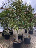 Oude Perenbomen, 'Doyenne de Comice' Vanaf € 129,50, Tuin en Terras, Ophalen, Lente, Volle zon, Perenboom