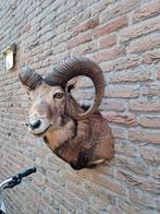 Opgezette kop moeflon taxidermy opgezet hert jacht schedel, Ophalen, Wild dier, Gewei of Kop