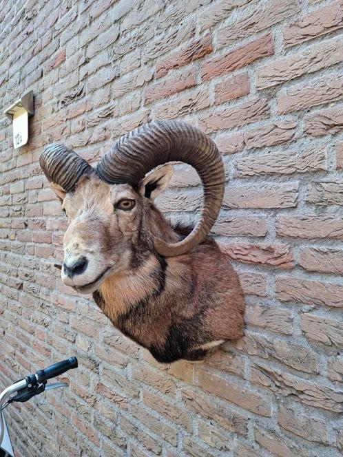 Opgezette kop moeflon taxidermy opgezet hert jacht schedel, Verzamelen, Dierenverzamelingen, Gewei of Kop, Wild dier, Ophalen