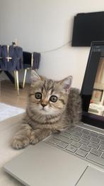 Britse korthaar, Dieren en Toebehoren, Katten en Kittens | Raskatten | Korthaar