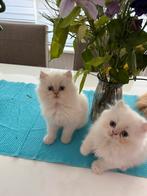 Perzische kittens, Meerdere dieren, Ontwormd, 0 tot 2 jaar