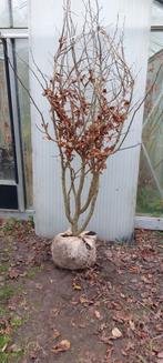 Parrotia persica, Ophalen, Halfschaduw, Overige soorten, Lente