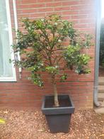 hulst boompje, Tuin en Terras, Overige soorten, 100 tot 250 cm, Zomer, Ophalen
