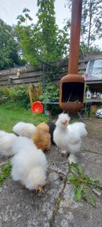 Haantje de voorste (zijdehoen), Dieren en Toebehoren, Mannelijk, Kip