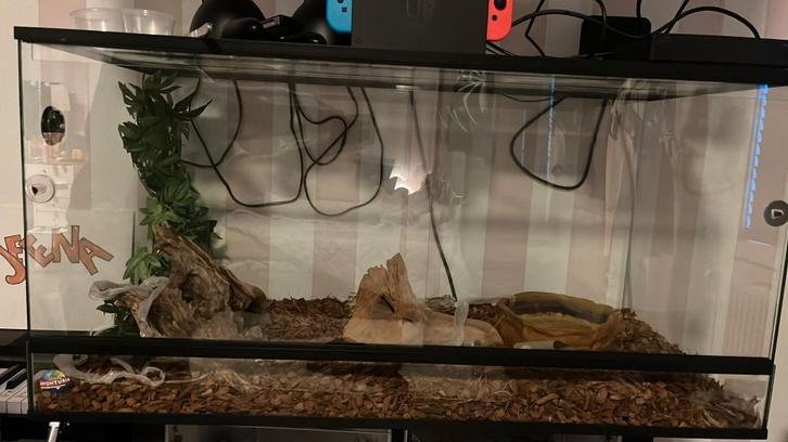 Terrarium met  (Rattenslang)