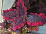 Siernetel coleus stekjes, Huis en Inrichting, Kamerplanten, Ophalen of Verzenden, Overige soorten, Minder dan 100 cm
