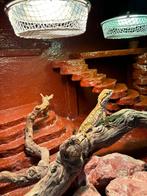 Baardegaam Dwerg te koop aangeboden, Ophalen, Gebruikt, Terrarium of Paludarium