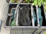 Vijverfilter, Tuin en Terras, Ophalen, Gebruikt, Vijverfilter