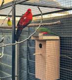 Prachtig koppel koningsparkieten, Dieren en Toebehoren, Vogels | Parkieten en Papegaaien, Meerdere dieren, Parkiet