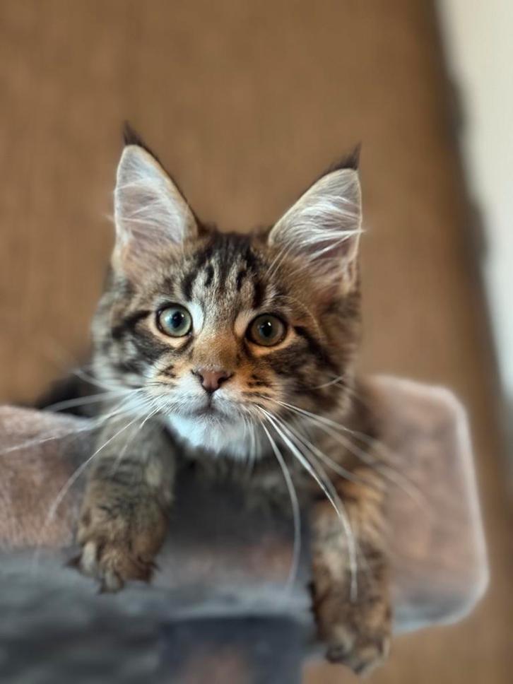 MAINE COON KITTENS XXL, Dieren en Toebehoren, Katten en Kittens | Raskatten | Langhaar, Kater, 0 tot 2 jaar, Ontwormd, Ingeënt