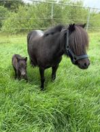 Shetlander merrie met veulen, Dieren en Toebehoren, Merrie, A pony (tot 1.17m), 7 tot 10 jaar