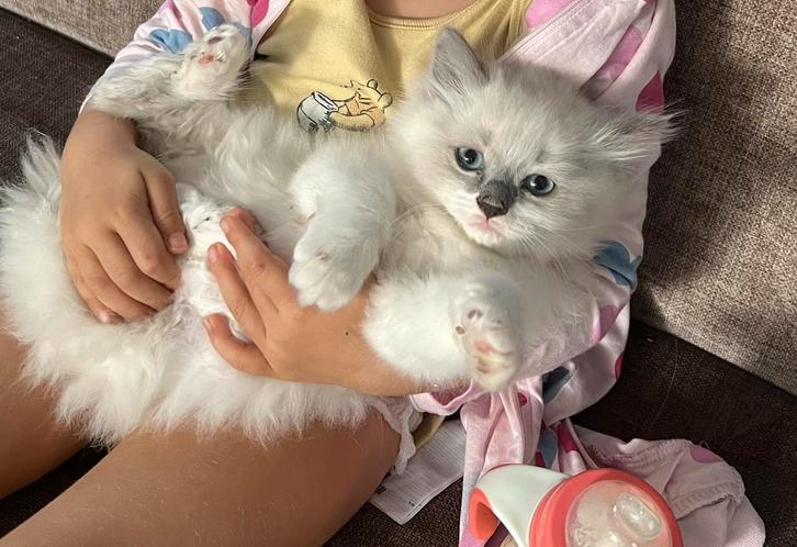 Kitten Ragdoİİ, Dieren en Toebehoren, Katten en Kittens | Overige Katten, Meerdere dieren