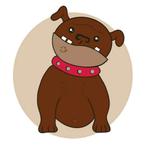 Continental Bulldog Dussboel, Dieren en Toebehoren, Honden | Bulldogs, Pinschers en Molossers, CDV (hondenziekte), 8 tot 15 weken
