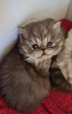Raszuiver Perzische kittentje, een katertje., Dieren en Toebehoren, Katten en Kittens | Raskatten | Langhaar, Kater, Ontwormd