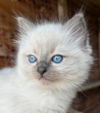 Ragdoll kittens (nog 1 beschikbaar!), Ontwormd, Meerdere dieren, 0 tot 2 jaar