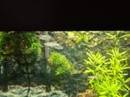 Zebra danios en helena slakken, Dieren en Toebehoren, Vissen | Aquariumvissen, Vis, Zoetwatervis, Schoolvis