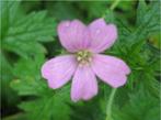 Geranium endressii, Ophalen, Bodembedekkers, Volle zon, Vaste plant