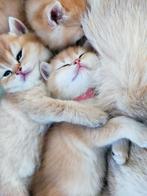 Prachtige Britse Black Golden Shaded korthaar kittens, Dieren en Toebehoren, Katten en Kittens | Raskatten | Korthaar, Meerdere dieren