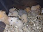 Goudhamster babys heel lief en tam, Dieren en Toebehoren, Hamster, Meerdere dieren, Tam, September