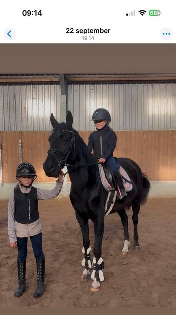 Zeer knappe zwarte d pony met kwaliteit beschikbaar voor biedingen