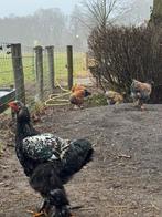 Brahma kippen, Dieren en Toebehoren, Pluimvee, Meerdere dieren, Kip