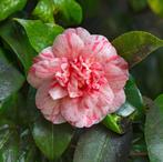 Camelia 'William Bartlett' 80-100 cm, Ophalen of Verzenden, Overige soorten, Struik, Minder dan 100 cm
